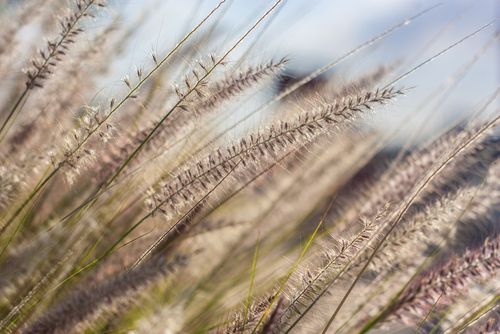 Heuschnupfen: Entstehung, Auswirkungen und Ratschläge für die Pollensaison